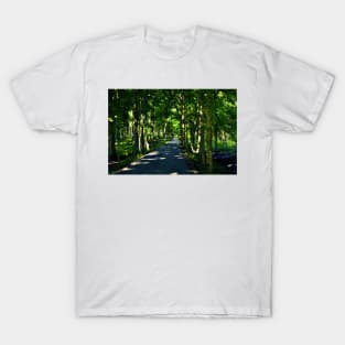 A Dappled Path T-Shirt